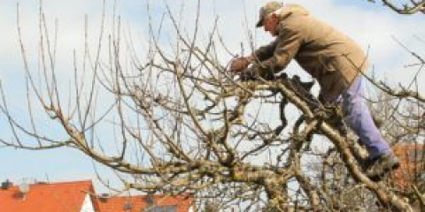 Jablečný strom obložení na podzim s podrobným popisem